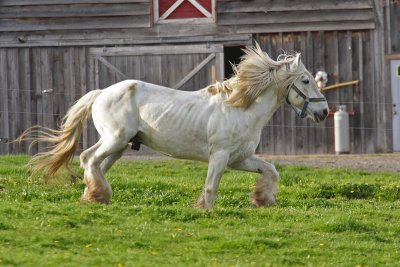 neighbors horses 005.jpg