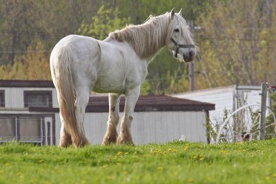 neighbors horses 006.jpg