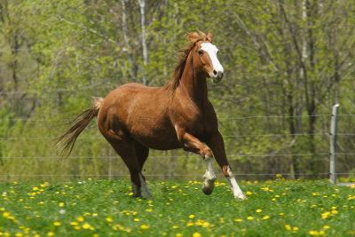 neighbors horses 008.jpg