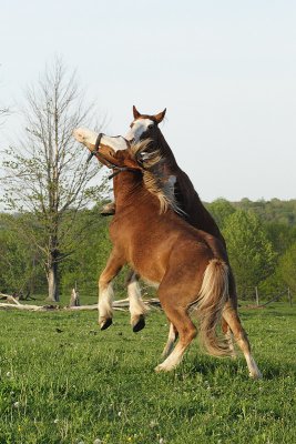 neighbors horses 010.jpg