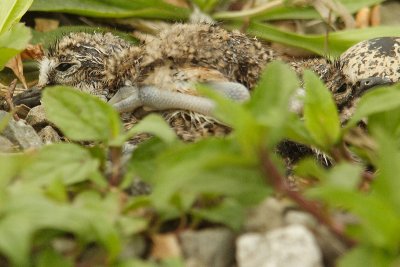 killdeer 006.jpg