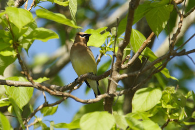 cedar waxwing 001.jpg