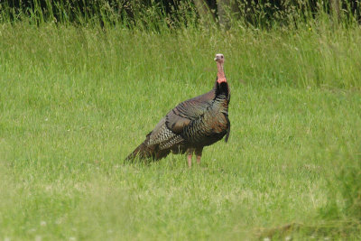 wild turkey 001.jpg