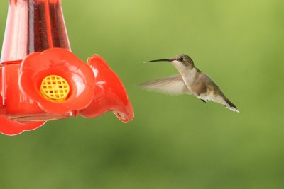 ruby-throated hummingtbird 022.jpg