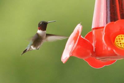 ruby-throated hummingtbird 023.jpg