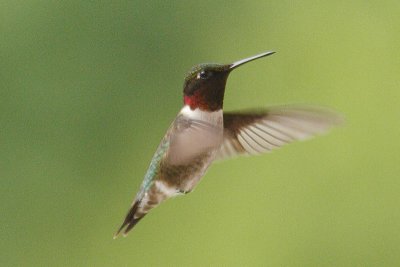 ruby-throated hummingtbird 024.jpg