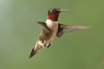 ruby-throated hummingtbird 025.jpg
