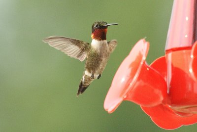 ruby-throated hummingtbird 026.jpg