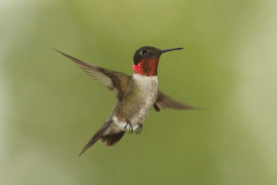ruby-throated hummingtbird 027.jpg