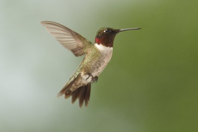 ruby-throated hummingtbird 028.jpg