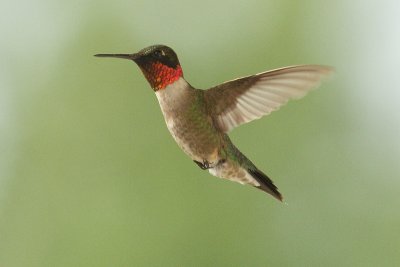 ruby-throated hummingtbird 029.jpg