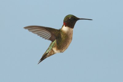 ruby-throated hummingtbird 030.jpg