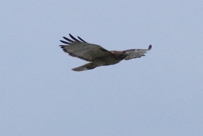 red-tailed hawk 009.jpg