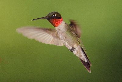 ruby-throated hummingtbird 031.jpg