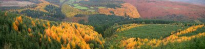 Autumn in the Grwyne Fawr Forest.jpg