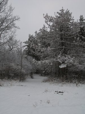 Stony_Swamp_20070325-IMG_0129.JPG