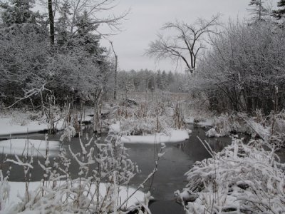 Stony_Swamp_20070325-IMG_0134.JPG
