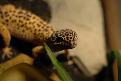 Rocky Leopard Gecko