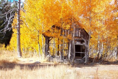 Fall Colors - Shack on Fire