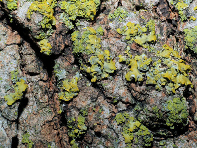 lichen macro.jpg