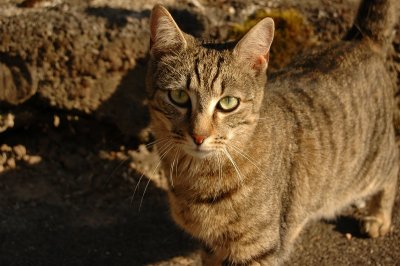 Hegenheim cat