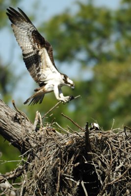 0002e:  Yellow River Osprey Nest