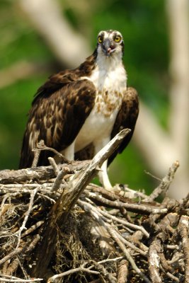 0002e: Yellow River Osprey Nest