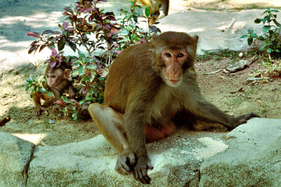 2006 - Monkey Island - DS070101163018