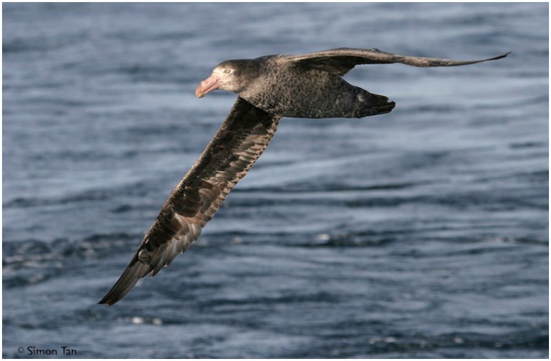 BDU06_3058_Northern-Giant-Petrel.jpg