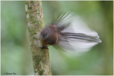 102_108_Fantail.jpg