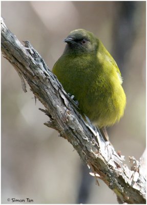 108_130_Bellbird.jpg