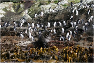 108_144-New-Zealand-Sea-Lion_Snares-Crested-Penguins.jpg