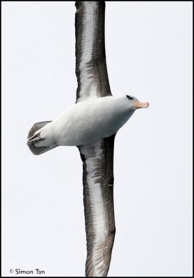 BDU06_3097-Campbell-Albatross.jpg