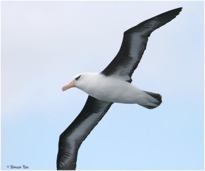 BDU06_3100-Campbell-Albatross.jpg