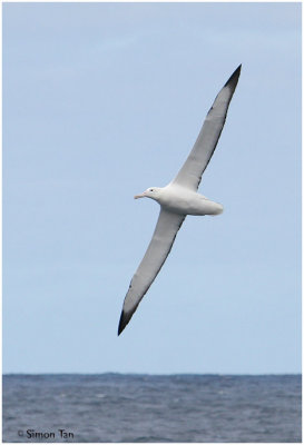 BDU06_3109-Southern-Royal-Albatross.jpg