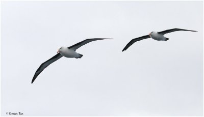 BDU06_3118-Black-browed-Albatross_Campbell-Albatross.jpg