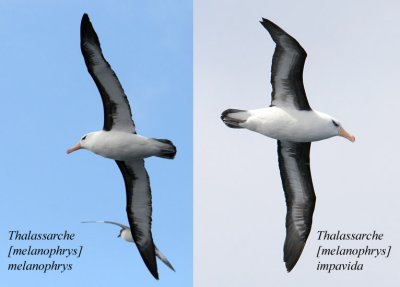BDU06_3121-Black-browed-Albatross_Campbell-Albatross.jpg