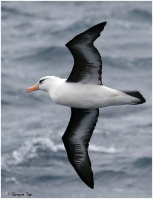 BDU06_3124-Campbell-Albatross.jpg