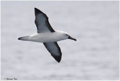 BDU06_3033-Indian-Yellow-nosed-Albatross.jpg