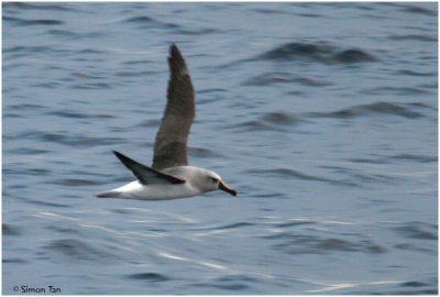 BDU06_3062-Atlantic-Yellow-nosed-Albatross.jpg