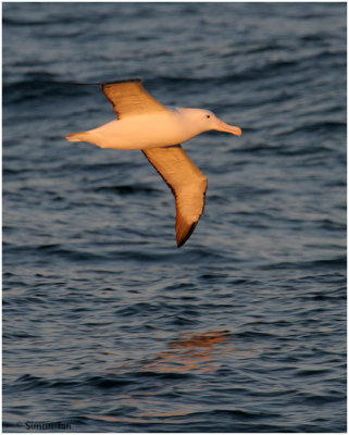 BDU06_3060-Southern-Royal-Albatross.jpg