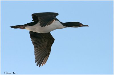 120_116-Auckland-Shag.jpg