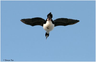 120_118-Auckland-Shag.jpg