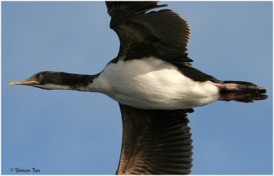 120_120-Auckland-Shag.jpg