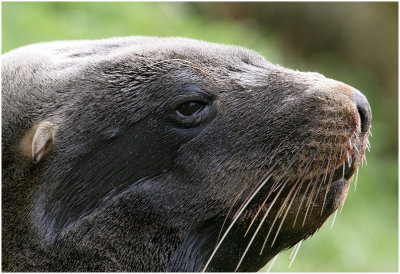 120_138-New-Zealand-Sea-Lion.jpg