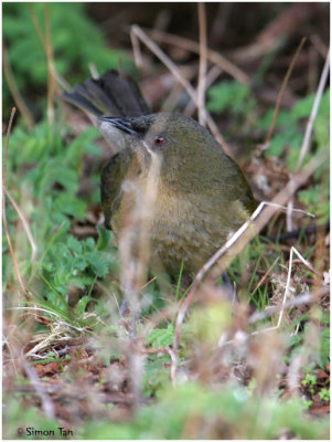 120_140-New-Zealand-Bellbird.jpg