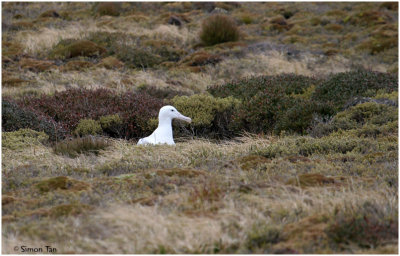 120_142-Southern-Royal-Albatross.jpg