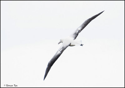 120_144-Southern-Royal-Albatross.jpg