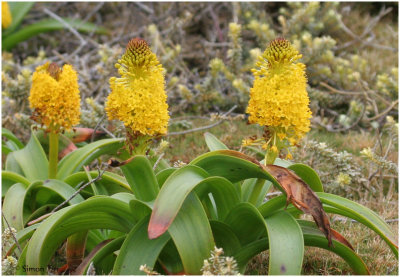 120_146-Megaherb-Bulbinella-rossii.jpg