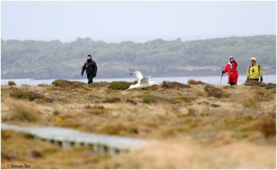 120_148-Albatross-Crossing.jpg